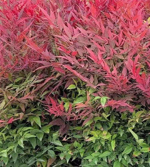 Alpha Tuscan Flame Heavenly Bamboo 1 Alpha Tuscan Flame Heavenly Bamboo